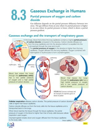 Gaseous Exchange in Humans
Partial pressure of oxygen and carbon
dioxide
Gas diffusion depends on the partial pressure difference between two
areas. The gas diffuses from an area where its partial pressure is higher
to an area where its partial pressure is lower, which is down a partial
pressure gradient.
8.3
8.3.1
FIGURE 8.6 Gaseous exchange and
the transport of respiratory gases in
blood circulation
In the lungs, blood that enters the lung capillaries contains a higher partial pressure
of carbon dioxide compared to the alveolus. Carbon dioxide diffuses out
from the lung capillaries and into the alveolus before it is expelled into the
atmosphere through the nose and mouth.
The partial pressure of oxygen in the alveolus is higher than the lung
capillaries. Oxygen diffuses into the lung capillaries. Oxygen combines with
haemoglobin in erythrocytes to form oxyhaemoglobin.
Cellular respiration releases carbon dioxide. The partial pressure of carbon dioxide in
cells is higher than tissue capillaries.
Carbon dioxide diffuses out from the body cells into the tissue capillaries and is
transported back to the lungs.
When blood reaches the tissue through the tissue capillaries, the partial
pressure of oxygen in the blood is higher than that of body cells because cellular
respiration uses oxygen.
Oxyhaemoglobin breaks down and oxygen diffuses from the tissue capillaries
to the body cells.
Gaseous exchange and the transport of respiratory gases
oxygen
alveolus
Blood that leaves the lungs
through the pulmonary vein has a
high partial pressure of oxygen
and a low partial pressure of
carbon dioxide.
oxygen
body cells
carbon
dioxide
arteriol
lung
capillary
carbon dioxide
Blood that enters the lungs
through the pulmonary artery
has a low partial pressure
of oxygen and a high partial
pressure of carbon dioxide.
pulmonary
artery
pulmonary
vein
alveolus
lung
capillaries
erythrocytes
tissue capillary
136
BioT4(NC)-B8-EN New 7th.indd 136 1/9/2020 12:10:47 PM
 