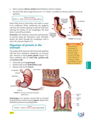 CHAPTER
9
• Saliva contains salivary amylase that hydrolyses starch to maltose.
• The pH of the saliva ranges between 6.5–7.5, which is suitable for salivary amylase to act at its
optimum.
Starch + water maltose
Salivary amylase
FIGURE 9.2 Peristalsis
the muscular
walls of the
oesophagus
contract
the muscular
walls of the
oesophagus
relax
bolus
oesophagus
Digestion of protein in the
FIGURE 9.3 Structure of stomach and gastric
gland tissues
Pepsinogen is an inactive enzyme that is activated
by hydrochloric acid to become pepsin. Pepsin then
hydrolyses proteins into polypeptides.
			
Protein + water polypeptides
pepsin
9.2.3
oesophagus
duodenum
epithelium
stomach
sphincter
gastric gland
Saliva helps food to form bolus and makes it easier
to be swallowed. When swallowing, the epiglottis
will close the trachea opening to prevent food from
entering the trachea. In the oesophagus, the food
bolus is moved by peristalsis.
Peristalsis is the rhythmic contraction and relaxation
of muscles along the alimentary canal. Peristalsis
pushes the bolus through the oesophagus until it
enters the stomach (Figure 9.2).
Chew slowly a
small piece of
bread. Observe
the taste when
you first started
chewing and after
a few minutes of
chewing. Is there
any difference in the
taste of the bread?
Brainstorm!
mukosa
submukosa
mucous
cells
parietal
cells
chief
cells
stomach
The surface of the stomach wall is lined with epithelial
cells that have undergone adaptations in structure
and function to form gastric glands (Figure 9.3).
These epithelial cells are chief cells, parietal cells
and mucous cells.
• Chief cells secrete pepsinogen.
• Parietal cells secrete hydrochloric acid.
• Mucous cells secrete mucus.
145
BioT4(NC)-B9-EN New 7th.indd 145 1/9/2020 12:10:08 PM
 