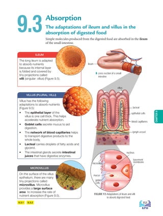 CHAPTER
9
9.3.1 9.3.2
Absorption
The adaptations of ileum and villus in the
absorption of digested food
Simple molecules produced from the digested food are absorbed in the ileum
of the small intestine.
9.3
VILLUS (PLURAL: VILLI)
ILEUM
MICROVILLUS
Villus has the following
adaptations to absorb nutrients
(Figure 9.5):
• The epithelial layer of the
villus is one cell thick. This helps
accelerate nutrient absorption.
• Goblet cells secrete mucus to aid
digestion.
• The network of blood capillaries helps
to transport digestive products to the
whole body.
• Lacteal carries droplets of fatty acids and
glycerol.
• The intestinal glands secrete intestinal
juices that have digestive enzymes.
The long ileum is adapted
to absorb nutrients
because its internal layer
is folded and covered by
tiny projections called
villi (singular: villus) (Figure 9.5).
On the surface of the villus
epithelium, there are many
tiny projections called
microvillus. Microvillus
provides a large surface
area to increase the rate of
nutrient absorption (Figure 9.5).
FIGURE 9.5 Adaptations of ileum and villi
to absorb digested food.
ileum
cross section of a small
intestine
lacteal
villus
epithelial cells
blood capillaries
lymph vessel
nucleus
mucus
goblet
cells
microvillus
basement
membrane
151
BioT4(NC)-B9-EN New 7th.indd 151 1/9/2020 12:10:14 PM
 