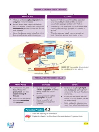 9.4.2
1 State the meaning of assimilation.
2 Explain the functions of the liver in the assimilation of digested food.
9.3
Formative Practice
AMINO ACIDS
• Amino acids are used
to synthesise new
protoplasm and also
repair damaged
tissues.
• Amino acids are used to
synthesise hormones
and enzymes.
GLUCOSE
• Glucose is oxidised through
cellular respiration to release
energy, water and carbon
dioxide.
• Excess glucose is kept as
glycogen in muscles.
• Energy is used for cell
processes such as protein
synthesis.
LIPIDS
• Lipids such as phospholipid
and cholesterol are the primary
components that build the plasma
membrane.
• Excess fats are kept in adipose
tissues found underneath the skin
as stored energy.
• Fat is oxidised to release energy
when there is insufficient glucose.
AMINO ACIDS GLUCOSE
• The liver synthesises plasma protein and
enzymes from amino acids.
• Excess amino acids cannot be stored in
the body and are broken down through the
deamination process to form urea which is
then expelled.
• When the glucose supply is insufficient, the
liver converts amino acids into glucose.
• Glucose in the liver is used for cellular respiration
when required by the body and the excess is
converted to glycogen and stored in the liver.
• When the glucose level in the blood decreases and
the body needs energy, glycogen is converted to
glucose.
• When the glycogen supply reaches a maximum
level, the excess glucose is converted to fats.
FIGURE 9.7 Transportation of nutrients and
the assimilation in the liver and cells
ASSIMILATION PROCESS IN THE LIVER
ASSIMILATION PROCESS IN CELLS
li
carbohydrates protein
lipid
small
intestines
fatty acids + glycerol
glucose
glucose
amino acid
amino
acids
lipid
urea
excess
excess
hepatic
portal vein
excreted by
the kidneys
cellular respiration
glycogen
is stored
I understand the difference between p
liver
synthesis of
protoplasm
(in the cell)
synthesis of
plasma proteins
and enzymes
plasma
membrane
synthesis
body cell
154
BioT4(NC)-B9-EN New 7th.indd 154 1/9/2020 12:10:16 PM
 