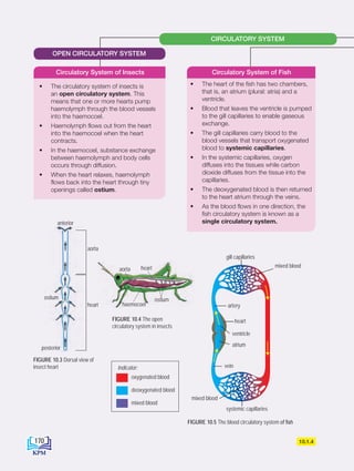 FIGURE 10.5 The blood circulatory system of fish
anterior
aorta
ostium
posterior
FIGURE 10.3 Dorsal view of
insect heart
FIGURE 10.4 The open
circulatory system in insects
aorta
anterior
aorta
ostium
posterior
aorta heart
ostium
haemocoel
• The circulatory system of insects is
an open circulatory system. This
means that one or more hearts pump
haemolymph through the blood vessels
into the haemocoel.
• Haemolymph flows out from the heart
into the haemocoel when the heart
contracts.
• In the haemocoel, substance exchange
between haemolymph and body cells
occurs through diffusion.
• When the heart relaxes, haemolymph
flows back into the heart through tiny
openings called ostium.
Circulatory System of Insects
mixed blood
mixed blood
vein
atrium
artery
heart
gill capillaries
systemic capillaries
ventricle
oxygenated blood
Indicator:
deoxygenated blood
mixed blood
CIRCULATORY SYSTEM
10.1.4
• The heart of the fish has two chambers,
that is, an atrium (plural: atria) and a
ventricle.
• Blood that leaves the ventricle is pumped
to the gill capillaries to enable gaseous
exchange.
• The gill capillaries carry blood to the
blood vessels that transport oxygenated
blood to systemic capillaries.
• In the systemic capillaries, oxygen
diffuses into the tissues while carbon
dioxide diffuses from the tissue into the
capillaries.
• The deoxygenated blood is then returned
to the heart atrium through the veins.
• As the blood flows in one direction, the
fish circulatory system is known as a
single circulatory system.
Circulatory System of Fish
OPEN CIRCULATORY SYSTEM
heart
170
BioT4(NC)-B10A-EN New 7th.indd 170 1/9/2020 12:09:20 PM
 