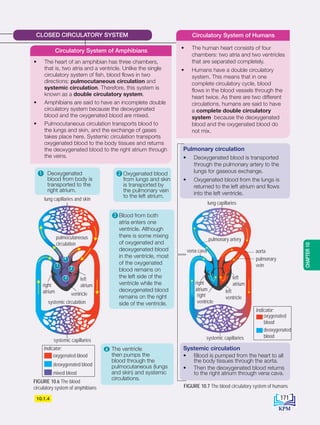 10.1.4
Indicator:
oxygenated blood
mixed blood
deoxygenated blood
CLOSED CIRCULATORY SYSTEM
1 Deoxygenated
blood from body is
transported to the
right atrium.
2 Oxygenated blood
from lungs and skin
is transported by
the pulmonary vein
to the left atrium.
4 The ventricle
then pumps the
blood through the
pulmocutaneous (lungs
and skin) and systemic
circulations.
3 Blood from both
atria enters one
ventricle. Although
there is some mixing
of oxygenated and
deoxygenated blood
in the ventricle, most
of the oxygenated
blood remains on
the left side of the
ventricle while the
deoxygenated blood
remains on the right
side of the ventricle.
FIGURE 10.6 The blood
circulatory system of amphibians FIGURE 10.7 The blood circulatory system of humans
Pulmonary circulation
• Deoxygenated blood is transported
through the pulmonary artery to the
lungs for gaseous exchange.
• Oxygenated blood from the lungs is
returned to the left atrium and flows
into the left ventricle.
Systemic circulation
• Blood is pumped from the heart to all
the body tissues through the aorta.
• Then the deoxygenated blood returns
to the right atrium through vena cava.
• The heart of an amphibian has three chambers,
that is, two atria and a ventricle. Unlike the single
circulatory system of fish, blood flows in two
directions: pulmocutaneous circulation and
systemic circulation. Therefore, this system is
known as a double circulatory system.
• Amphibians are said to have an incomplete double
circulatory system because the deoxygenated
blood and the oxygenated blood are mixed.
• Pulmocutaneous circulation transports blood to
the lungs and skin, and the exchange of gases
takes place here. Systemic circulation transports
oxygenated blood to the body tissues and returns
the deoxygenated blood to the right atrium through
the veins.
Circulatory System of Amphibians
lung capillaries and skin
pulmocutaneous
circulation
right
atrium
left
atrium
ventricle
systemic circulation
systemic capillaries
pulmonary
vein
vena cava
pulmonary artery
aorta
systemic capillaries
lung capillaries
left
atrium
left
ventricle
right
ventricle
right
atrium
• The human heart consists of four
chambers: two atria and two ventricles
that are separated completely.
• Humans have a double circulatory
system. This means that in one
complete circulatory cycle, blood
flows in the blood vessels through the
heart twice. As there are two different
circulations, humans are said to have
a complete double circulatory
system because the deoxygenated
blood and the oxygenated blood do
not mix.
Circulatory System of Humans
4
2
1
3
oxygenated
blood
deoxygenated
blood
Indicator:
171
CHAPTER
10
BioT4(NC)-B10A-EN New 7th.indd 171 1/9/2020 12:09:20 PM
 