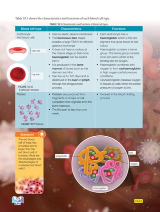 Table 10.3 shows the characteristics and functions of each blood cell type.
TABLE 10.3 Characteristics and functions of blood cell types
Blood cell type Characteristics Functions
Erythrocyte
(red blood cell)
• Has an elastic plasma membrane
• The biconcave disc shape
enables a large TSA/V for efficient
gaseous exchange
• It does not have a nucleus at
the mature stage so that more
haemoglobin can be loaded
into it
• It is produced in the bone
marrow of bones such as the
sternum and ribs
• Can live up to 120 days and is
destroyed in the liver or lymph
through the phagocytosis
process.
• Each erythrocyte has a
haemoglobin which is the red
pigment that gives blood its red
colour.
• Haemoglobin contains a heme
group. The heme group consists
of an iron atom which is the
binding site for oxygen.
• Haemoglobin combines with
oxygen to form oxyhaemoglobin
in high oxygen partial pressure
conditions.
• Oxyhaemoglobin releases oxygen
in tissues or cells when the partial
pressure of oxygen is low.
Platelet • Platelets are produced from
fragments or scraps of cell
cytoplasm that originate from the
bone marrows.
• The life span is less than one
week.
• Involved in the blood clotting
process
FIGURE 10.11 Platelet
7.5 m
2.0
pandangan sisi
pandangan atas
m
side view
top view
FIGURE 10.10
Erythrocyte structure
10.2.2
The red blood
cell of frogs has
a nucleus and is
larger than the
red blood cell of
humans. What are
the advantages and
disadvantages of
nucleated red blood
cells?
Brainstorm!
Haemoglobin
iron
oxygen
polypeptide
176
BioT4(NC)-B10A-EN New 7th.indd 176 1/9/2020 12:09:28 PM
 