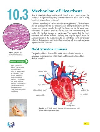 FIGURE 10.13 The location of sinoatrial node, atrioventricular node,
bundle of His and Purkinje fibres
Mechanism of Heartbeat
How is blood circulated to the whole body? In every contraction, the
heart acts as a pump that pumps blood to the whole body. How is every
10.3 heartbeat triggered and sustained?
The heart is made up of cardiac muscles (Photograph 10.5) that intersect
and are connected with one another. This arrangement allows electric
impulses to spread rapidly through the heart and at the same time,
stimulates the cardiac muscle cells to contract simultaneously and
uniformly. Cardiac muscles are myogenic. This means that the heart
contracts and relaxes without receiving any impulse signal from the
nervous system. If the cardiac muscles are stored in a warm oxygenated
solution that contains nutrients, these muscles will contract and relax
rhythmically on their own.
Blood circulation in humans
The produced force that enables blood to circulate in humans is
generated by the pumping of the heart and the contraction of the
skeletal muscles.
PHOTOGRAPH 10.5
Cardiac muscle tissue
The “Medtronic
Micra” pacemaker
is the smallest
artificial pacemaker
in the world. The
size is about the
size of a vitamin
pill and is placed in
the heart without
surgery. The artificial
pacemaker sends
small electrical
charges to stimulate
heartbeat.
Our World of Biology
10.3.1
left ventricle
right ventricle
atrioventricular node bundle of His
Purkinje fibres
sinoatrial node
right atrium
left atrium
180
BioT4(NC)-B10A-EN New 7th.indd 180 1/9/2020 12:09:34 PM
 