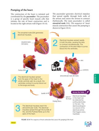 Pumping of the heart
The contraction of the heart is initiated and
coordinated by the pacemaker. The pacemaker
is a group of specific heart muscle cells that
initiates the rate of heart contraction and is
located at the right atrium wall (Figure 10.14).
Electrical impulses
in the heart can
be detected by
putting electrodes
on the skin. The
electrocardiogram
is a record of the
electrical activity
that triggers every
heartbeat.
Across the fields
FIGURE 10.14 The sequence of heart contraction that causes the pumping of the heart
The sinoatrial node (SA) generates
electrical impulses.
1 Electrical impulses spread rapidly
in both the atria, causing the atria
to contract simultaneously. The
contraction of the atria helps to pump
blood into the ventricles.
2
The electrical impulses reach the
atrioventricular node. The electrical
impulses spread through the bundle of
His, and the Purkinje fibres up to the
apex of the heart.
3
The electrical impulses spread
from the apex of the heart to the
whole ventricle wall. As a result, the
ventricles contract to pump blood out
to the lungs and body.
4
atria
ventricles
atrioventricular node (AV node)
sinoatrial nodes
(SA nodes)
AR
10.3.2
The pacemaker generates electrical impulses
that spread rapidly through both walls of
the atrium and causes the atrium to contract
rhythmically. The main pacemaker is called
sinoatrial node (SA). The sequence of heart
muscle contraction that causes the pumping is
shown in Figure 10.14.
Purkinje fibres
bundle of His
apex of
the heart
Purkinje fibres
181
CHAPTER
10
BioT4(NC)-B10A-EN New 7th.indd 181 1/9/2020 12:09:35 PM
 