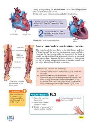 The first ‘lub’ sound is produced when
the tricuspid valve and the bicuspid valve
close.
1
open valve
closed valve
muscles relax
veins
muscle
contraction
contricts vein
The blood flow in the veins is assisted by:
(a) contraction of the smooth muscles found in the venule and
vein walls;
(b) contraction of skeletal muscles around the veins. The
contraction of skeletal muscles presses and constricts the
veins, causing the valve to open and allow blood to flow
towards the heart. The valve is then closed to prevent the
blood from flowing back towards the foot (Figure 10.16).
FIGURE 10.15 The lub-dub sound of the heart
During heart pumping, the lub-dub sound can be heard. Do you know
what causes this lub-dub sound?
The lub-dub sound is the closing sound of the heart valves.
What would happen
to the valve in the
blood vessels of our
legs if we stand or sit
for too long?
Brainstorm!
Contraction of skeletal muscles around the veins
The pumping of the heart helps in the distribution and flow
of blood through the arteries, arterioles and blood capillaries.
However, the force produced by the pumping of the heart is
insufficient for the blood flow to continue through the veins and
return to the heart. Besides, the blood is forced to flow against
the force of gravity. The presence valve in the veins ensures that
the blood flows in one direction to the heart.
The second ‘dub’ sound is
produced when the semilunar
valves close.
2
FIGURE 10.16 Contraction
and relaxation of the foot
skeletal muscles
10.3.2
tricuspid valve bicuspid valve
semilunar
valves
1 Name the main heart
pacemaker.
2 What does the term
myogenic mean?
3 Explain why a person who
stands too long may faint.
4 In what circumstances would
fingers turn pale?
Formative Practice 10.3
182
BioT4(NC)-B10A-EN New 7th.indd 182 1/9/2020 12:09:37 PM
 