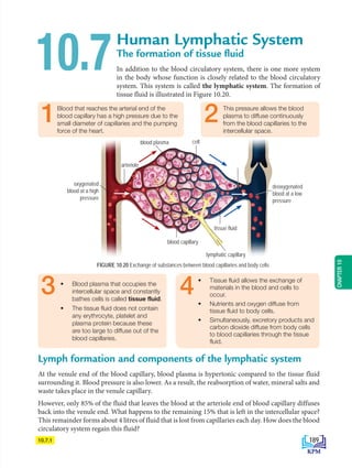 10.7.1
oxygenated
blood at a high
pressure
arteriole
blood capillary
lymphatic capillary
deoxygenated
blood at a low
pressure
tissue fluid
blood plasma cell
Human Lymphatic System
The formation of tissue fluid
In addition to the blood circulatory system, there is one more system
in the body whose function is closely related to the blood circulatory
system. This system is called the lymphatic system. The formation of
tissue fluid is illustrated in Figure 10.20.
10.7
1Blood that reaches the arterial end of the
blood capillary has a high pressure due to the
small diameter of capillaries and the pumping
force of the heart.
2 This pressure allows the blood
plasma to diffuse continuously
from the blood capillaries to the
intercellular space.
3 • Blood plasma that occupies the
intercellular space and constantly
bathes cells is called tissue fluid.
• The tissue fluid does not contain
any erythrocyte, platelet and
plasma protein because these
are too large to diffuse out of the
blood capillaries.
4• Tissue fluid allows the exchange of
materials in the blood and cells to
occur.
• Nutrients and oxygen diffuse from
tissue fluid to body cells.
• Simultaneously, excretory products and
carbon dioxide diffuse from body cells
to blood capillaries through the tissue
fluid.
FIGURE 10.20 Exchange of substances between blood capillaries and body cells
Lymph formation and components of the lymphatic system
At the venule end of the blood capillary, blood plasma is hypertonic compared to the tissue fluid
surrounding it. Blood pressure is also lower. As a result, the reabsorption of water, mineral salts and
waste takes place in the venule capillary.
However, only 85% of the fluid that leaves the blood at the arteriole end of blood capillary diffuses
back into the venule end. What happens to the remaining 15% that is left in the intercellular space?
This remainder forms about 4 litres of fluid that is lost from capillaries each day. How does the blood
circulatory system regain this fluid?
189
CHAPTER
10
BioT4(NC)-B10B-EN New 6th.indd 189 1/9/2020 12:09:36 PM
 