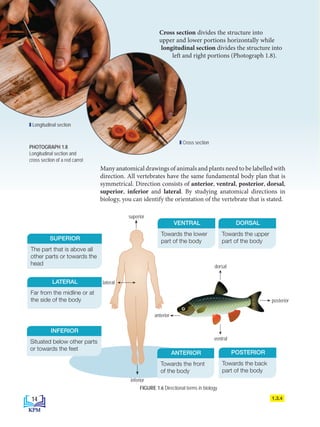 Many anatomical drawings of animals and plants need to be labelled with
direction. All vertebrates have the same fundamental body plan that is
symmetrical. Direction consists of anterior, ventral, posterior, dorsal,
superior, inferior and lateral. By studying anatomical directions in
biology, you can identify the orientation of the vertebrate that is stated.
1.3.4
FIGURE 1.6 Directional terms in biology
The part that is above all
other parts or towards the
head
Far from the midline or at
the side of the body
Situated below other parts
or towards the feet
SUPERIOR
LATERAL
INFERIOR
superior
inferior
lateral
Cross section divides the structure into
upper and lower portions horizontally while
longitudinal section divides the structure into
left and right portions (Photograph 1.8).
PHOTOGRAPH 1.8
Longitudinal section and
cross section of a red carrot
Longitudinal section
Cross section
Towards the back
part of the body
POSTERIOR
Towards the upper
part of the body
DORSAL
Towards the front
of the body
ANTERIOR
Towards the lower
part of the body
VENTRAL
dorsal
ventral
posterior
anterior
14
BioT4(NC)-B1-FA_EN New 6th.indd 14 1/9/2020 12:16:31 PM
 