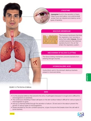 Hydrochloric acid in the stomach destroys bacteria
present in food and drinks.
HYDROCHLORIC ACID
Lysozyme found in the secretion of tears,
nasal mucus and saliva, is an antimicrobial
protein that can dissolve and destroy some
types of bacteria.
LYSOZYME
FIGURE 11.2 The first line of defence
MUCOUS MEMBRANE
The mucous membrane that lines
the respiratory tract secretes a
sticky fluid called mucus. Mucus
contains lysozyme that destroys
bacteria found in the air that
enters the respiratory system.
11.1.2
The blood clotting mechanism prevents bacteria from
entering through wounds.
MECHANISM OF BLOOD CLOTTING
• It is the physical defence that prevents the entry of pathogens because it is tough and is difficult for
microorganisms to penetrate.
• The continuous shedding of dead cell layers on the skin surface makes it difficult for various types of
microorganism to grow.
• Acts as a chemical shield through the secretion of sebum. Oil and acid in the sebum prevent the
growth of various types of microorganisms.
• Sweat secreted by the skin contains lysozyme, a type of enzyme that breaks down the cell wall of
some bacteria.
SKIN
CHAPTER
11
201
BioT4(6th)-B11-FA-EN New 7th.indd 201 1/9/2020 11:58:27 AM
 