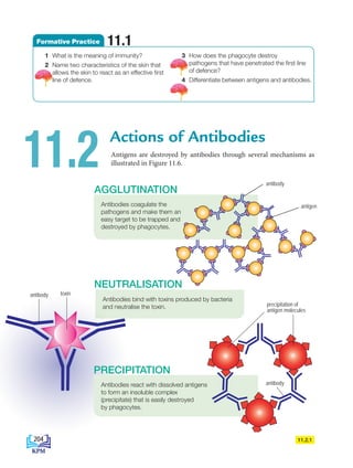 Antigens are destroyed by antibodies through several mechanisms as
illustrated in Figure 11.6.
Actions of Antibodies
11.2
Antibodies bind with toxins produced by bacteria
and neutralise the toxin.
NEUTRALISATION
Antibodies coagulate the
pathogens and make them an
easy target to be trapped and
destroyed by phagocytes.
AGGLUTINATION
antibody
antigen
Formative Practice 11.1
1 What is the meaning of immunity?
2 Name two characteristics of the skin that
allows the skin to react as an effective first
line of defence.
3 How does the phagocyte destroy
pathogens that have penetrated the first line
of defence?
4 Differentiate between antigens and antibodies.
toxin
antibody
Antibodies react with dissolved antigens
to form an insoluble complex
(precipitate) that is easily destroyed
by phagocytes.
PRECIPITATION
11.2.1
precipitation of
antigen molecules
antibody
204
BioT4(6th)-B11-FA-EN New 7th.indd 204 1/9/2020 11:58:30 AM
 