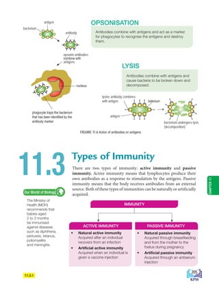 The Ministry of
Health (MOH)
recommends that
babies aged
2 to 3 months
be immunised
against diseases
such as diphtheria,
pertussis, tetanus,
poliomyelitis
and meningitis.
Our World of Biology
Types of Immunity
11.3 There are two types of immunity: active immunity and passive
immunity. Active immunity means that lymphocytes produce their
own antibodies as a response to stimulation by the antigens. Passive
immunity means that the body receives antibodies from an external
source. Both of these types of immunities can be naturally or artificially
acquired.
opsonin antibodies
combine with
antigens
Antibodies combine with antigens and
cause bacteria to be broken down and
decomposed.
LYSIS
Antibodies combine with antigens and act as a marker
for phagocytes to recognise the antigens and destroy
them.
OPSONISATION
FIGURE 11.6 Action of antibodies on antigens
antigen
bacterium
11.3.1
antigen
bacterium
• Natural active immunity
Acquired after an individual
recovers from an infection
• Artificial active immunity
Acquired when an individual is
given a vaccine injection
• Natural passive immunity
Acquired through breastfeeding
and from the mother to the
foetus during pregnancy
• Artificial passive immunity
Acquired through an antiserum
injection
ACTIVE IMMUNITY PASSIVE IMMUNITY
IMMUNITY
bacterium undergoes lysis
(decomposition)
lysine antibody combines
with antigen
antigen
baterium
phagocyte traps the bacterium
that has been identified by the
antibody marker
gen
nucleus
antibody
CHAPTER
11
205
BioT4(6th)-B11-FA-EN New 7th.indd 205 1/9/2020 11:58:31 AM
 