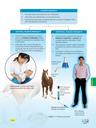 • This immunity is acquired by a foetus
when the mother’s antibodies diffuse
through the placenta into the blood flow
of the foetus.
• Antibodies also protect the baby for
the first few months after birth through
antibodies that are found in the mother’s
milk or colostrum when breastfeeding.
• This immunity is acquired through an
antiserum injection or serum that
contains specific antibodies to fight
specific antigens.
• The antiserum injection gives immediate
protection but only for a short period of
time.
• Examples of antiserum are antitetanus,
anti-rabies and antiserum for poisonous
snakes.
11.3.1
• The body does not produce its own antibodies.
• Antibodies are obtained from an external source.
• Passive immunity does not persist and can only give immediate, short-
term and temporary protection.
PASSIVE IMMUNITY
NATURAL PASSIVE IMMUNITY ARTIFICIAL PASSIVE IMMUNITY
Injected in
a horse
The antitetanus
from the horse
serum is
concentrated and
purified
Tetanus toxoid
suspension
Injected into individuals
with high risk of tetanus
The individual
is protected from
tetanus infection
FIGURE 11.7 Antitetanus preparation
PHOTOGRAPH 11.4 Babies gain natural
passive immunity from the mother’s milk
CHAPTER
11
207
BioT4(6th)-B11-FA-EN New 7th.indd 207 1/9/2020 11:58:36 AM
 