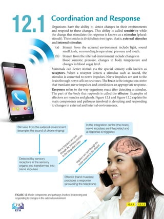 Organisms have the ability to detect changes in their environments
and respond to these changes. This ability is called sensitivity while
the change that stimulates the response is known as a stimulus (plural:
stimuli).Thestimulusisdividedintotwotypes,thatis,externalstimulus
and internal stimulus.
(a) Stimuli from the external environment include light, sound
smell, taste, surrounding temperature, pressure and touch.
(b) Stimuli from the internal environment include changes in
blood osmotic pressure, changes in body temperature and
changes in blood sugar level.
Mammals can detect stimuli via the special sensory cells known as
receptors. When a receptor detects a stimulus such as sound, the
stimulus is converted to nerve impulses. Nerve impulses are sent to the
brain through nerve cells or neurones. The brain is the integration centre
that translates nerve impulses and coordinates an appropriate response.
Response refers to the way organisms react after detecting a stimulus.
The part of the body that responds is called the effector. Examples of
effectors are muscles and glands. Figure 12.1 and Figure 12.2 explain the
main components and pathways involved in detecting and responding
to changes in external and internal environments.
Coordination and Response
12.1
I
m
p
u
l
s
e
s
a
r
e
s
e
n
t
t
h
r
o
u
g
h
t
h
e
m
o
t
o
r
n
e
u
r
o
n
e
t
o
t
h
e
e
f
f
e
c
t
o
r
Stimulus from the external environment
(example: the sound of phone ringing)
Detected by sensory
receptors in the sensory
organs and transformed into
nerve impulses
In the integration centre (the brain),
nerve impulses are interpreted and
a response is triggered
Nerve impulses are sent
through the sensory neurone
to the integration centre
Effector (hand muscles)
produces a response
(answering the telephone)
FIGURE 12.1 Main components and pathways involved in detecting and
responding to changes in the external environment
12.1.1 12.1.2
216
BioT4(6th)-B12-FA-EN New 6th.indd 216 1/9/2020 11:57:50 AM
 