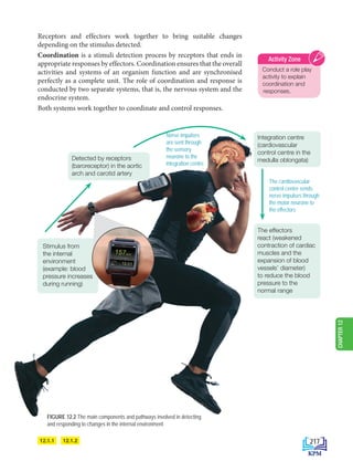 Stimulus from
the internal
environment
(example: blood
pressure increases
during running)
Detected by receptors
(baroreceptor) in the aortic
arch and carotid artery
Integration centre
(cardiovascular
control centre in the
medulla oblongata)
The effectors
react (weakened
contraction of cardiac
muscles and the
expansion of blood
vessels’ diameter)
to reduce the blood
pressure to the
normal range
FIGURE 12.2 The main components and pathways involved in detecting
and responding to changes in the internal environment
Nerve impulses
are sent through
the sensory
neurone to the
integration centre
The cardiovascular
control centre sends
nerve impulses through
the motor neurone to
the effectors
12.1.1 12.1.2
Conduct a role play
activity to explain
coordination and
responses.
Activity Zone
Receptors and effectors work together to bring suitable changes
depending on the stimulus detected.
Coordination is a stimuli detection process by receptors that ends in
appropriate responses by effectors. Coordination ensures that the overall
activities and systems of an organism function and are synchronised
perfectly as a complete unit. The role of coordination and response is
conducted by two separate systems, that is, the nervous system and the
endocrine system.
Both systems work together to coordinate and control responses.
217
CHAPTER
12
BioT4(6th)-B12-FA-EN New 6th.indd 217 1/9/2020 11:57:54 AM
 