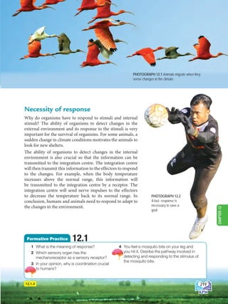 Necessity of response
Why do organisms have to respond to stimuli and internal
stimuli? The ability of organisms to detect changes in the
external environment and its response to the stimuli is very
important for the survival of organisms. For some animals, a
sudden change in climate conditions motivates the animals to
look for new shelters.
The ability of organisms to detect changes in the internal
environment is also crucial so that the information can be
transmitted to the integration centre. The integration centre
will then transmit this information to the effectors to respond
to the changes. For example, when the body temperature
increases above the normal range, this information will
be transmitted to the integration centre by a receptor. The
integration centre will send nerve impulses to the effectors
to decrease the temperature back to its normal range. In
conclusion, humans and animals need to respond to adapt to
the changes in the environment.
PHOTOGRAPH 12.1 Animals migrate when they
sense changes in the climate
12.1.4
PHOTOGRAPH 12.2
A fast response is
necessary to save a
goal
1 What is the meaning of response?
2 Which sensory organ has the
mechanoreceptor as a sensory receptor?
3 In your opinion, why is coordination crucial
to humans?
4 You feel a mosquito bite on your leg and
you hit it. Desribe the pathway involved in
detecting and responding to the stimulus of
the mosquito bite.
12.1
Formative Practice
219
CHAPTER
12
BioT4(6th)-B12-FA-EN New 6th.indd 219 1/9/2020 11:57:56 AM
 