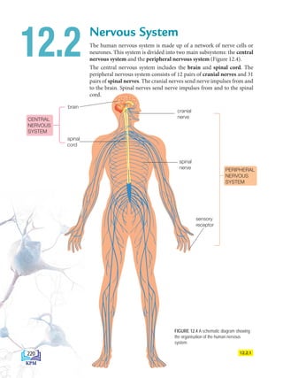 Nervous System
The human nervous system is made up of a network of nerve cells or
neurones. This system is divided into two main subsystems: the central
nervous system and the peripheral nervous system (Figure 12.4).
The central nervous system includes the brain and spinal cord. The
peripheral nervous system consists of 12 pairs of cranial nerves and 31
pairs of spinal nerves. The cranial nerves send nerve impulses from and
to the brain. Spinal nerves send nerve impulses from and to the spinal
cord.
12.2
FIGURE 12.4 A schematic diagram showing
the organisation of the human nervous
system
PERIPHERAL
NERVOUS
SYSTEM
brain
spinal
cord
spinal
nerve
sensory
receptor
cranial
nerve
12.2.1
CENTRAL
NERVOUS
SYSTEM
220
BioT4(6th)-B12-FA-EN New 6th.indd 220 1/9/2020 11:57:57 AM
 