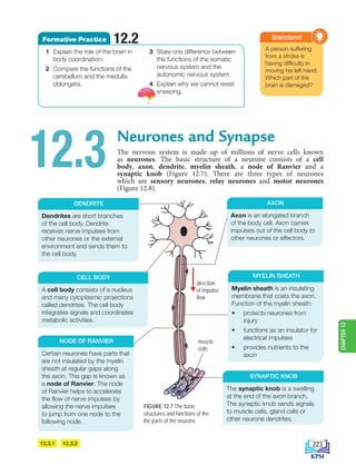 A person suffering
from a stroke is
having difficulty in
moving his left hand.
Which part of the
brain is damaged?
Brainstorm!
Neurones and Synapse
The nervous system is made up of millions of nerve cells known
as neurones. The basic structure of a neurone consists of a cell
body, axon, dendrite, myelin sheath, a node of Ranvier and a
synaptic knob (Figure 12.7). There are three types of neurones
which are sensory neurones, relay neurones and motor neurones
(Figure 12.8).
12.3
FIGURE 12.7 The basic
structures and functions of the
the parts of the neurone
12.3.1 12.3.2
DENDRITE
Dendrites are short branches
of the cell body. Dendrite
receives nerve impulses from
other neurones or the external
environment and sends them to
the cell body.
AXON
Axon is an elongated branch
of the body cell. Axon carries
impulses out of the cell body to
other neurones or effectors.
NODE OF RANVIER
Certain neurones have parts that
are not insulated by the myelin
sheath at regular gaps along
the axon. This gap is known as
a node of Ranvier. The node
of Ranvier helps to accelerate
the flow of nerve impulses by
allowing the nerve impulses
to jump from one node to the
following node.
direction
of impulse
flow
1 Explain the role of the brain in
body coordination.
2 Compare the functions of the
cerebellum and the medulla
oblongata.
3 State one difference between
the functions of the somatic
nervous system and the
autonomic nervous system.
4 Explain why we cannot resist
sneezing.
12.2
Formative Practice
CELL BODY
A cell body consists of a nucleus
and many cytoplasmic projections
called dendrites. The cell body
integrates signals and coordinates
metabolic activities.
Myelin sheath is an insulating
membrane that coats the axon.
Function of the myelin sheath:
• protects neurones from
injury
• functions as an insulator for
electrical impulses
• provides nutrients to the
axon
MYELIN SHEATH
SYNAPTIC KNOB
The synaptic knob is a swelling
at the end of the axon branch.
The synaptic knob sends signals
to muscle cells, gland cells or
other neurone dendrites.
muscle
cells
223
CHAPTER
12
BioT4(6th)-B12-FA-EN New 6th.indd 223 1/9/2020 11:57:58 AM
 