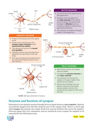 FIGURE 12.8 Types and functions of neurones
• Present in the dorsal root of the spinal
nerve.
• Carries nerve impulses from the
sensory organ receptors to the
central nervous system.
• The cell body is found in the dorsal
root ganglion.
• Dendrites receive nerve impulses from
receptors and send them to the cell
body.
• The nerve impulses are transferred from
the cell body through the axon to the
next neurone.
• Can be found in the ventral root of
the spinal nerve.
• Receives nerve impulses from
the relay neurone of the central
nervous system and sends nerve
impulses to effectors such as
muscles or glands to produce the
appropriate response.
• The cell body is present in the grey
matter of the spinal cord.
• Nerve fibres found in the central
nervous system.
• Connects the sensory neurone to
the motor neurone.
• The cell body can be found in
clusters in the grey matter of the
central nervous system.
• Sends nerve impulses from the
sensory neurone to the central
nervous system and from the
central nervous system to the motor
neurone.
SENSORY NEURONE
MOTOR NEURONE
RELAY NEURONE
12.3.3
12.3.2
cell
body
dendrite
nucleus axon
direction of impulse flow
synaptic
knob
Structure and functions of synapses
Information is sent along the neurone through electrical signals known as nerve impulses. Impulses
are positively charged waves that flow along the axon to the synaptic knob. There is a narrow gap
called synapse that separates the synaptic knob from neurone dendrites that receive the impulses.
Electrical signals that carry information must be transferred across synapses for impulses to be
transmitted to the following neurone.
Motor neurone
dendrite
direction of impulse flow
cell body
nucleus
axon synaptic
knob
Sensory neurone
direction of impulse flow
dendrite
cell body
nucleus
synaptic knob
Relay neurone
224
BioT4(6th)-B12-FA-EN New 6th.indd 224 1/9/2020 11:57:59 AM
 
