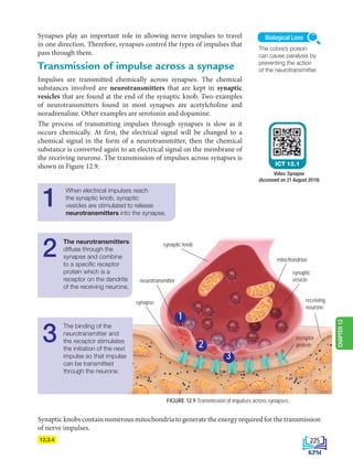 12.3.4
Synapses play an important role in allowing nerve impulses to travel
in one direction. Therefore, synapses control the types of impulses that
pass through them.
Transmission of impulse across a synapse
Impulses are transmitted chemically across synapses. The chemical
substances involved are neurotransmitters that are kept in synaptic
vesicles that are found at the end of the synaptic knob. Two examples
of neurotransmitters found in most synapses are acetylcholine and
noradrenaline. Other examples are serotonin and dopamine.
The process of transmitting impulses through synapses is slow as it
occurs chemically. At first, the electrical signal will be changed to a
chemical signal in the form of a neurotransmitter, then the chemical
substance is converted again to an electrical signal on the membrane of
the receiving neurone. The transmission of impulses across synapses is
shown in Figure 12.9.
The cobra’s poison
can cause paralysis by
preventing the action
of the neurotransmitter.
Biological Lens
ICT 12.1
Video: Synapse
(Accessed on 21 August 2019)
FIGURE 12.9 Transmission of impulses across synapses
1
When electrical impulses reach
the synaptic knob, synaptic
vesicles are stimulated to release
neurotransmitters into the synapse.
Synaptic knobs contain numerous mitochondria to generate the energy required for the transmission
of nerve impulses.
1
2
3
synapse
neurotransmitter
mitochondrion
synaptic knob
synaptic
vesicle
receptor
protein
receiving
neurone
2
The neurotransmitters
diffuse through the
synapse and combine
to a specific receptor
protein which is a
receptor on the dendrite
of the receiving neurone.
3
The binding of the
neurotransmitter and
the receptor stimulates
the initiation of the next
impulse so that impulse
can be transmitted
through the neurone.
225
CHAPTER
12
BioT4(6th)-B12-FA-EN New 6th.indd 225 1/9/2020 11:57:59 AM
 