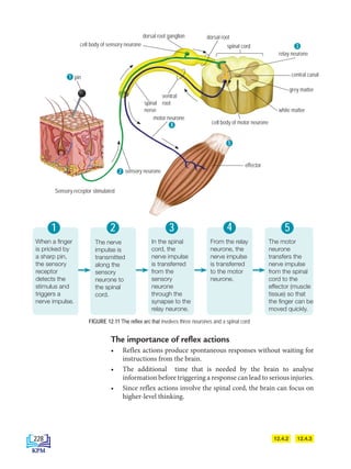 Sensory receptor stimulated
pin
cell body of sensory neurone
dorsal root
spinal cord
ventral
root
spinal
nerve
motor neurone
sensory neurone
relay neurone
cell body of motor neurone
central canal
grey matter
white matter
effector
1
2
3
4
5
dorsal root ganglion
The importance of reflex actions
• Reflex actions produce spontaneous responses without waiting for
instructions from the brain.
• The additional time that is needed by the brain to analyse
information before triggering a response can lead to serious injuries.
• Since reflex actions involve the spinal cord, the brain can focus on
higher-level thinking.
When a finger
is pricked by
a sharp pin,
the sensory
receptor
detects the
stimulus and
triggers a
nerve impulse.
In the spinal
cord, the
nerve impulse
is transferred
from the
sensory
neurone
through the
synapse to the
relay neurone.
From the relay
neurone, the
nerve impulse
is transferred
to the motor
neurone.
The motor
neurone
transfers the
nerve impulse
from the spinal
cord to the
effector (muscle
tissue) so that
the finger can be
moved quickly.
1 2 3 4 5
FIGURE 12.11 The reflex arc that involves three neurones and a spinal cord
The nerve
impulse is
transmitted
along the
sensory
neurone to
the spinal
cord.
12.4.3
12.4.2
228
BioT4(6th)-B12-FA-EN New 6th.indd 228 1/9/2020 11:58:07 AM
 
