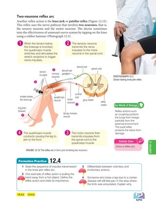 12.4.2 12.4.3
Two-neurone reflex arc
Another reflex action is the knee jerk or patellar reflex (Figure 12.12).
This reflex uses the nerve pathway that involves two neurones, that is,
the sensory neurone and the motor neurone. The doctor sometimes
tests the effectiveness of someone’s nerve system by tapping on the knee
using a rubber hammer (Photograph 12.3).
PHOTOGRAPH 12.3
Doctor testing knee jerk reflex
FIGURE 12.12 The reflex arc in knee jerk involving two neurones
spinal cord
white
matter
grey matter
dorsal root
sensory
neurone
dorsal root
ganglion
stretch
receptor
quadriceps
muscle
ventral
root
motor
neurone
biceps femoris
muscle
leg jerks
forward
tendon below
the kneecap
1
2
4
3
When the tendon below
the kneecap is knocked,
the quadriceps muscle
stretches and stimulates the
stretch receptors to trigger
nerve impulses.
1. The quadriceps muscle
contracts causing the leg to
jerk to the front.
1. The sensory neurone
transmits the nerve
impulses to the motor
neurone in the spinal cord.
1
4
2
Reflex actions such
as coughing protects
the lungs from foreign
particles from the
external environment.
The pupil reflex
protects the retina from
damage.
Our World of Biology
Draw a reflex arc.
Activity Zone
1. The motor neurone then
transmits impulses from
the spinal cord to the
quadriceps muscle.
3
1 State the sequence of impulse transmission
in the knee jerk reflex arc.
2 One example of reflex action is pulling the
hand away from a hot object. Define the
reflex action and state its importance.
3		Differentiate between voluntary and
involuntary actions.
4		Someone who loses a leg due to a certain
disease will still feel pain in the area where
the limb was amputated. Explain why.
12.4
Formative Practice
229
CHAPTER
12
BioT4(6th)-B12-FA-EN New 6th.indd 229 1/9/2020 11:58:12 AM
 