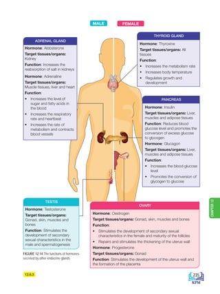 12.6.3
FIGURE 12.14 The functions of hormones
secreted by other endocrine glands
TESTIS
Hormone: Testosterone
Target tissues/organs:
Gonad, skin, muscles and
bones
Function: Stimulates the
development of secondary
sexual characteristics in the
male and spermatogenesis
THYROID GLAND
OVARY
Hormone: Thyroxine
Target tissues/organs: All
tissues
Function:
• Increases the metabolism rate
• Increases body temperature
• Regulates growth and
development
PANCREAS
Hormone: Insulin
Target tissues/organs: Liver,
muscles and adipose tissues
Function: Reduces blood
glucose level and promotes the
conversion of excess glucose
to glycogen
Hormone: Glucagon
Target tissues/organs: Liver,
muscles and adipose tissues
Function:
• Increases the blood glucose
level
• Promotes the conversion of
glycogen to glucose
Hormone: Oestrogen
Target tissues/organs: Gonad, skin, muscles and bones
Function:
• Stimulates the development of secondary sexual
characteristics in the female and maturity of the follicles
• Repairs and stimulates the thickening of the uterus wall
Hormone: Progesterone
Target tissues/organs: Gonad
Function: Stimulates the development of the uterus wall and
the formation of the placenta
MALE FEMALE
ADRENAL GLAND
Hormone: Aldosterone
Target tissues/organs:
Kidney
Function: Increases the
reabsorption of salt in kidneys
Hormone: Adrenaline
Target tissues/organs:
Muscle tissues, liver and heart
Function:
• Increases the level of
sugar and fatty acids in
the blood
• Increases the respiratory
rate and heartbeat
• Increases the rate of
metabolism and contracts
blood vessels
235
CHAPTER
12
BioT4(6th)-B12-FA-EN New 6th.indd 235 1/9/2020 11:58:20 AM
 