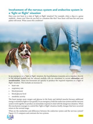 Involvement of the nervous system and endocrine system in
a ‘fight or flight’ situation
Have you ever been in a state of ‘fight or flight’ situation? For example, when a dog or a goose
suddenly chases you? How do you feel in a situation like this? Your heart will beat fast and your
palms will sweat. What causes this condition?
12.6.4
In an emergency or a ‘fight or flight’ situation, the hypothalamus transmits nerve impulses directly
to the adrenal medulla and the adrenal medulla cells are stimulated to secrete adrenaline and
noradrenaline. These two hormones act quickly to produce the required responses in a ‘fight or
flight’ situation. This includes an increase in:
• heart rate
• respiratory rate
• blood pressure
• blood glucose level
• metabolic activity
The heart pumps more oxygen and glucose to the brain and skeletal muscles because additional
energy is needed to fight or run quickly. In an emergency, both the endocrine system and the nervous
system work together to produce an immediate response to deal with the dangerous situation. When
this mechanism manages to control this ‘fight or flight’ situation, bodily changes that have occurred
return to the normal range.
What are the similarities and differences between the endocrine system and the nervous system?
Figure 12.15 compares and contrasts the two systems.
236
BioT4(6th)-B12-FA-EN New 6th.indd 236 1/9/2020 11:58:22 AM
 