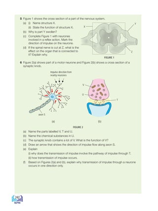 5 Figure 1 shows the cross section of a part of the nervous system.
		 (a) (i) Name structure X.
			 (ii) State the function of structure X.
		 (b) Why is part Y swollen?
		 (c) Complete Figure 1 with neurones
involved in a reflex action. Mark the
direction of impulse on the neurone.
		 (d) If the spinal nerve is cut at Z, what is the
effect on the organ that is connected to
it? Explain why.
6 Figure 2(a) shows part of a motor neurone and Figure 2(b) shows a cross section of a
synaptic knob.
FIGURE 2
		 (a) Name the parts labelled V, T and U.
		 (b) Name the chemical substances in U.
		 (c) The synaptic knob contains a lot of V. What is the function of V?
		 (d) Draw an arrow that shows the direction of impulse flow along axon S.
		(e) Explain
			 (i) why does the transmission of impulse involve the pathway of impulse through T.
			 (ii) how transmission of impulse occurs.
		 (f) Based on Figures 2(a) and (b), explain why transmission of impulse through a neurone
occurs in one direction only.
FIGURE 1
Z
X
Y
Impulse direction from
nearby neurones
axon S
T
U
V
(a)			 (b)
242
BioT4(6th)-B12-FA-EN New 6th.indd 242 1/9/2020 11:58:29 AM
 