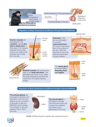 Skeletal muscles will contract and
relax so the body will shiver. This
generates heat which in turn raises
the body temperature because the
constriction of muscles requires
energy.
FIGURE 13.3 Body temperature regulation when temperature decreases
Arterioles in the
skin are stimulated
to constrict
(vasoconstriction).
The result is less blood
flow to the surface of
the skin. With that,
less heat is lost to the
external environment
through radiation.
Erector muscles are
stimulated so they
contract, causing fine
hair to stand erect. A
thick layer of air trapped
between the fine hairs
acts as an insulator that
prevents loss of heat
from the skin.
The sweat gland
is not stimulated.
Sweating does
not happen.
skeletal muscles
The adrenal glands are
stimulated to secrete more
adrenaline. This hormone
speeds up the conversion
of glycogen to glucose.
Metabolic rate increases.
The oxidation of glucose
releases heat to warm
the body.
The thyroid gland is
stimulated to secrete
more thyroxine which will
increase the metabolic
rate. More heat is
generated for the body.
13.1.4
Thermoreceptors in the hypothalamus
Thermoreceptors in the skin
detected by
Body
temperature
drops below
normal ranges
Regulation of Body Temperature by Effectors through Physical Methods
Regulation of Body Temperature by Effectors through Chemical Methods
erector
muscles
contract
fine hairs
raised
adrenal gland
kidney
kelenjar
peluh
liang
peluh
sweat
gland
sweat
pore
hypothalamus
(temperature
control centre)
pituitary gland
epidermis (skin)
arteriole
constricts
thyroid
gland
larynx
trachea
248
DLP_Biology_F4 (Loo)_13_7PP.indd 248 11/12/19 7:10 PM
 