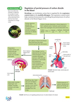 During vigorous
activity, the
partial pressure
of carbon
dioxide increases
because of cellular
respiration.
pH values of blood and tissue
fluid that flood the brain
(cerebrospinal fluid) decreases.
This change in pH is
detected by the central
chemoreceptor in the
medulla oblongata
(sensory cells that are
sensitive to chemicals)
and peripheral
chemoreceptor in the
neck (carotid body
and aortic body)
(Figure 13.6).
Respiration
control centre and
cardiovascular
control centre
inside the medulla
oblongata.
Intercostal muscles,
diaphragm and
cardiac muscles
contract and relax
quickly.
Breathing rate, heart
rate and ventilation
rate increase. This
causes more carbon
dioxide gas to be
expelled from the
lungs.
Partial pressure of
carbon dioxide and
blood pH levels go
back to normal.
Nerve impulses
triggered and
sent
nerve impulse
sent
FIGURE 13.5 Process of regulating partial pressure of carbon dioxide in the blood
Noni fruit (Morinda
citrifolia) is believed
to be able to lower
high blood pressure.
Juice extracted from
this fruit has been
marketed on a large
scale.
Our World of Biology
13.1.4
Regulation of partial pressure of carbon dioxide
in the blood
Breathing is an involuntary action that is regulated by the respiratory
control centre in the medulla oblongata. The respiratory control centre
helps maintain homeostasis by controlling the partial pressure of carbon
dioxide in the blood (Figure 13.5).
cerebrum
medulla
oblongata
intercostal muscles
diaphragm
Carbon dioxide dissolves in blood plasma to
form carbonic acid. Carbonic acid is broken
down into hydrogen ions and bicarbonate ions.
Carbon
dioxide
Water
Carbonic
acid
Hydrogen
ion
Bicarbonate
ion
+ +
FIGURE 13.6 Aortic body, carotid body and
baroreceptor
carotid
artery
aortic body
carotid body
baroreceptors
in the carotid
artery
baroreceptor in
the aortic arch
heart
aortic
arch
250
DLP_Biology_F4 (Loo)_13_7PP.indd 250 11/12/19 7:10 PM
 