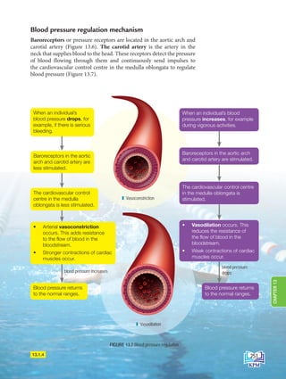 Blood pressure returns
to the normal ranges.
blood pressure increases
blood pressure
drops
When an individual’s
blood pressure drops, for
example, if there is serious
bleeding.
The cardiovascular control
centre in the medulla
oblongata is less stimulated.
• Arterial vasoconstriction
occurs. This adds resistance
to the flow of blood in the
bloodstream.
• Stronger contractions of cardiac
muscles occur.
• Vasodilation occurs. This
reduces the resistance of
the flow of blood in the
bloodstream.
• Weak contractions of cardiac
muscles occur.
Blood pressure returns
to the normal ranges.
Blood pressure regulation mechanism
Baroreceptors or pressure receptors are located in the aortic arch and
carotid artery (Figure 13.6). The carotid artery is the artery in the
neck that supplies blood to the head. These receptors detect the pressure
of blood flowing through them and continuously send impulses to
the cardiovascular control centre in the medulla oblongata to regulate
blood pressure (Figure 13.7).
Vasoconstriction
Vasodilation
FIGURE 13.7 Blood pressure regulation
13.1.4
When an individual’s blood
pressure increases, for example
during vigorous activities.
Baroreceptors in the aortic arch
and carotid artery are stimulated.
The cardiovascular control centre
in the medulla oblongata is
stimulated.
Baroreceptors in the aortic
arch and carotid artery are
less stimulated.
251
CHAPTER
13
DLP_Biology_F4 (Loo)_13_7PP.indd 251 11/12/19 7:10 PM
 