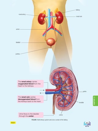 kidney
renal vein
renal artery
ureter
bladder
urethra
FIGURE 13.8 Urinary system and cross section of the kidney
13.2.1
cortex
medulla
pelvis
The renal artery carries
oxygenated blood from the
heart to the kidneys.
The renal vein carries
deoxygenated blood from
the kidneys back to the heart.
Urine flows to the bladder
through the ureter.
253
CHAPTER
13
DLP_Biology_F4 (Loo)_13_7PP.indd 253 11/12/19 7:10 PM
 