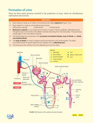 blood flow
flow of filtrate
passive transport
active transport
osmosis
H2O
glucose, amino acids
urea
Indicator:
• Each kidney is made up of millions of functional units called nephrons (Figure 13.9).
• Each nephron is made up of the following structures:
• Bowman’s capsule     • Glomerulus     • Renal tubule
• Bowman’s capsule is cup-shaped and contains a cluster of blood capillaries called glomerulus.
The glomerulus is formed from the afferent arteriole branching from the renal artery. The glomerulus
merge again to form the efferent arteriole.
• The renal tubules are composed of the proximal convoluted tubules, loop of Henle and distal
convoluted tubule.
• The loop of Henle is a long U-shaped tubule that extends to the renal medulla. The distal
convoluted tubule of several nephrons join together into a collecting duct.
• The produced urine will flow from the collecting duct into the ureter.
NEPHRON
FIGURE 13.9 Structure of the nephron and urine formation
13.2.3
13.2.2
Formation of urine
There are three major processes involved in the production of urine, which are ultrafiltration,
reabsorption and secretion.
Cl–
Na+
K+
Cl–
Cl–
Na+
Na+
H+
NaCl
osmosis
pengan
pengan
aliran h
aliran d
H2
O
glukosa
urea
Petunjuk:
blood flow
renal vein
afferent arteriole
glomerulus
efferent arteriole
renal artery
cortex
medulla
proximal
convoluted tubule
filtrate from
glomerulus
Bowman’s
capsule
loop of Henle
blood capillary
network
urine to
ureter
collecting
duct
processed filtrate
from other nephrons
distal convoluted tubule
renal fluid
1
2 4
3
5
254
DLP_Biology_F4 (Loo)_13_7PP.indd 254 11/12/19 7:10 PM
 