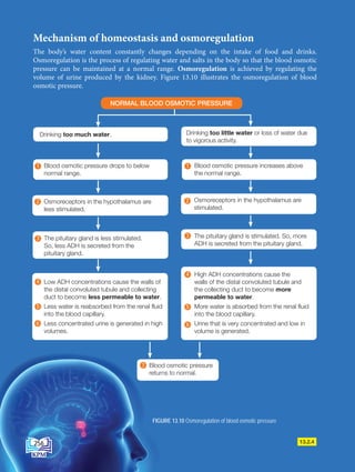 13.2.4
Mechanism of homeostasis and osmoregulation
The body’s water content constantly changes depending on the intake of food and drinks.
Osmoregulation is the process of regulating water and salts in the body so that the blood osmotic
pressure can be maintained at a normal range. Osmoregulation is achieved by regulating the
volume of urine produced by the kidney. Figure 13.10 illustrates the osmoregulation of blood
osmotic pressure.
Osmoreceptors in the hypothalamus are
less stimulated.
Low ADH concentrations cause the walls of
the distal convoluted tubule and collecting
duct to become less permeable to water.
Less water is reabsorbed from the renal fluid
into the blood capillary.
Less concentrated urine is generated in high
volumes.
4
5
6
The pituitary gland is less stimulated.
So, less ADH is secreted from the
pituitary gland.
3
2
Blood osmotic pressure drops to below
normal range.
1 Blood osmotic pressure increases above
the normal range.
1
FIGURE 13.10 Osmoregulation of blood osmotic pressure
The pituitary gland is stimulated. So, more
ADH is secreted from the pituitary gland.
High ADH concentrations cause the
walls of the distal convoluted tubule and
the collecting duct to become more
permeable to water.
More water is absorbed from the renal fluid
into the blood capillary.
Urine that is very concentrated and low in
volume is generated.
4
5
6
3
Osmoreceptors in the hypothalamus are
stimulated.
2
NORMAL BLOOD OSMOTIC PRESSURE
Drinking too much water. Drinking too little water or loss of water due
to vigorous activity.
7 Blood osmotic pressure
returns to normal.
256
DLP_Biology_F4 (Loo)_13_7PP.indd 256 11/12/19 7:10 PM
 