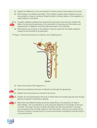 (a) Explain the difference in the concentration of amino acids in blood plasma and urine.
		 (b) Both kidneys of a patient have failed. This condition causes water imbalance and an
accumulation of urea in the blood. State the effect of kidney failure on the regulation of
water balance in the blood.
6 (a) A patient suffered a disease that required the pancreas to be removed. Explain the
effect of removing the pancreas on the production of enzymes and hormones, and
subsequently on digestion and blood glucose levels in the individual.
		 (b) What advice can be given to the patient to help him deal with the health problems
caused by the removal of his pancreas?
7 Figure 1 shows the structure of a nephron and collecting duct.
J
FIGURE 1
		 (a) Name the process that happens in J.
		 (b) Name two substances that are not filtered out through the glomerulus.
		 (c) Explain how the process you named in (a) occurs.
		 (d) Explain why the fluid flowing in the loop of Henle does not contain glucose even though
glucose is present in Bowman’s capsule.
		(e) Mammals have different kidney structures depending on the presence of water in
their habitats. The concentration of urine produced depends on the length of the loop
of Henle. The longer the loop of Henle, the higher the salt concentration in the fluid
surrounding the loop of Henle. Based on this information, what can you predict about
the loop of Henle in animals living in a humid environment compared to animals living in
a dry environment?
262
DLP_Biology_F4 (Loo)_13_7PP.indd 262 11/12/19 7:10 PM
 