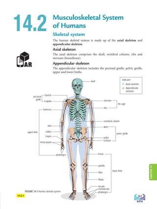 Musculoskeletal System
of Humans
Skeletal system
The human skeletal system is made up of the axial skeleton and
appendicular skeleton.
Axial skeleton
The axial skeleton comprises the skull, vertebral column, ribs and
sternum (breastbone).
Appendicular skeleton
The appendicular skeleton includes the pectoral girdle, pelvic girdle,
upper and lower limbs.
14.2
FIGURE 14.1 Human skeletal system
14.2.1
skull
clavicle
pectoral
girdle
upper limb
lower limb
sternum
ribs
vertebral column
ilium
ischium
pubis
femur
patella
tibia
fibula
phalanges
metatarsals
tarsals
scapula
humerus
ulna
radius
carpus
phalanges
metacarpals
rib cage
pelvic girdle
Axial skeleton
Indicator:
Appendicular
skeleton
267
CHAPTER
14
DLP_Biology_F4_14_(Loo)_9PP.indd 267 11/12/19 7:17 PM
 
