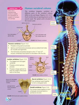 Human vertebral column
The vertebrae (singular: vertebra) on
different parts of the vertebral column
differ in size and shape (Figures 14.2–14.7).
Each vertebra has an opening known as the
neural canal. The spinal cord is located in
the neural canal.
Thoracic vertebrae (Figure 14.2)
• Possess a long spinous process
• Spinous and transverse processes serve as attachment sites
for muscles and ligaments
• The transverse processes (except on the 11th
and 12th
thoracic vertebrae) have facets for articulation with the ribs.
Lumbar vertebrae (Figure 14.3)
• The biggest and strongest
vertebrae
• Possess a short spinous
process
• Possess a large centrum to
bear the weight of the lower
back of the body
FIGURE 14.3 Lumbar vertebrae
centrum
caudal
neural
canal
spinous
process
facet
transverse
process
Sacral vertebrae (Figure 14.4)
Five vertebrae fused together
to form a triangular bone
Caudal vertebrae (Figure 14.4)
Four bones fused together to form
a triangular structure which is
pointed at one end.
FIGURE 14.4 Sacral and caudal vertebrae
passage for the
nerves and blood
vessels
cervical
vertebrae
lumbar
vertebrae
process for articulation
with the last lumbar
vertebra
14.2.2
Carry out a
brainstorming
activity to explain
the importance of
skeleton to humans
and animals.
Activity Zone
spinous process
neural canal
facet (articulation with
the vertebra above it)
FIGURE 14.2 Thoracic vertebrae
centrum
transverse process
facet (articulation
with the ribs)
sacrum
caudal
thoracic
vertebrae
268
DLP_Biology_F4_14_(Loo)_9PP.indd 268 11/12/19 7:17 PM
 