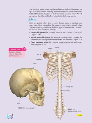 How are these bones joined together to form the skeleton? Bones are too
rigid to be bent without breaking. Flexible connective tissues form joints
that hold the bones together so that movement can take place. We will
learn about the different kinds of joints in the following section.
Joints
Joints are points where two or more bones meet, or cartilage and
bones meet. Most joints allow the bones to move relative to each other.
Different types of joints allow different types of movements. The joints
are divided into three types, namely,
• immovable joints (for example, suture at the cranium of the skull)
(Figure 14.8)
• slightly moveable joints (for example, cartilage discs between the
vertebrae, and cartilage between the first rib and sternum) (Figure 14.9)
• freely moveable joints (for example, hinge joint and ball-and-socket
joint) (Figure 14.10)
cartilage disc
vertebra
sternum
clavicle
first rib
cartilage
suture
suture
FIGURE 14.8 Immovable joint
FIGURE 14.9
Slightly moveable joints
Dissect a chicken
wing to observe the
joint’s structure.
Activity Zone
14.2.4
270
DLP_Biology_F4_14_(Loo)_9PP.indd 270 11/12/19 7:17 PM
 