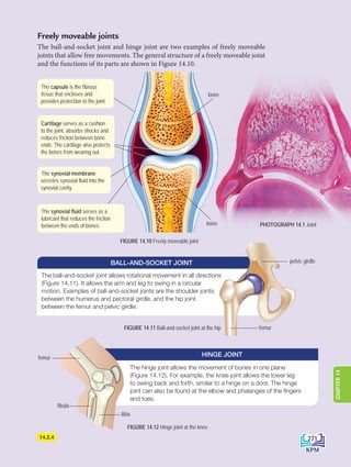 14.2.4
FIGURE 14.12 Hinge joint at the knee
FIGURE 14.11 Ball-and-socket joint at the hip
The ball-and-socket joint allows rotational movement in all directions
(Figure 14.11). It allows the arm and leg to swing in a circular
motion. Examples of ball-and-socket joints are the shoulder joints
between the humerus and pectoral girdle, and the hip joint
between the femur and pelvic girdle.
BALL-AND-SOCKET JOINT pelvic girdle
femur
The hinge joint allows the movement of bones in one plane
(Figure 14.12). For example, the knee joint allows the lower leg
to swing back and forth, similar to a hinge on a door. The hinge
joint can also be found at the elbow and phalanges of the fingers
and toes.
HINGE JOINT
femur
fibula
tibia
bone
The capsule is the fibrous
tissue that encloses and
provides protection to the joint.
Cartilage serves as a cushion
to the joint, absorbs shocks and
reduces friction between bone
ends. The cartilage also protects
the bones from wearing out.
The synovial fluid serves as a
lubricant that reduces the friction
between the ends of bones.
Freely moveable joints
The ball-and-socket joint and hinge joint are two examples of freely moveable
joints that allow free movements. The general structure of a freely moveable joint
and the functions of its parts are shown in Figure 14.10.
The synovial membrane
secretes synovial fluid into the
synovial cavity.
bone
FIGURE 14.10 Freely moveable joint
PHOTOGRAPH 14.1 Joint
271
CHAPTER
14
DLP_Biology_F4_14_(Loo)_9PP.indd 271 11/12/19 7:17 PM
 
