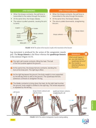 • When the biceps contracts, the pull force is
transmitted to the radius through the tendon.
• At the same time, the triceps relaxes.
• The radius is pulled upwards, causing the arm
to bend.
ARM BENDING
FIGURE 14.14 The action of the muscles results in the movement of the forearm
14.3.1
What would happen if
(a) you only have the
quadriceps femoris?
(b) the muscle is
attached directly to
the bone?
Brainstorm!
scapula
tendon
humerus
triceps
relaxes
tendon
radius
biceps contracts
ulna
tendon
elbow joint
• When the triceps contracts, the pull force is
transmitted to the ulna through the tendon.
• At the same time, the biceps relaxes.
• The ulna is pulled downwards, straightening
the arm.
ARM STRAIGHTENING
The right calf muscle contracts, lifting the heel. The ball
of the foot pushes against the ground.
1
At the same time, the biceps femoris contracts, bending the
foot at the knee joint. The right leg is lifted.
2
As the right leg leaves the ground, the body weight is now supported
by the left leg which is still on the ground. The quadriceps femoris
(extensor) contracts to straighten the leg.
3
The tibialis contracts to bring down the heel. As the right heel touches
the ground, body weight is shifted to the right leg. The whole sequence
is repeated by the left leg.
4
calf muscle
tibialis
FIGURE 14.15 The action of antagonistic muscles during walking
1 2 3 4
biceps relaxes
triceps contracts
quadriceps femoris contracts,
straightening the calf
biceps femoris contracts and
pulls the femur
Leg movement is produced by the action of the antagonistic muscle
pair. The biceps femoris is the flexor whereas the quadriceps femoris
is the extensor (Figure 14.15).
273
CHAPTER
14
DLP_Biology_F4_14_(Loo)_9PP.indd 273 11/12/19 7:17 PM
 