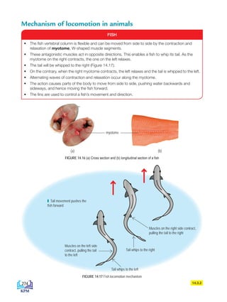 Mechanism of locomotion in animals
14.3.2
• The fish vertebral column is flexible and can be moved from side to side by the contraction and
relaxation of myotome, W-shaped muscle segments.
• These antagonistic muscles act in opposite directions. This enables a fish to whip its tail. As the
myotome on the right contracts, the one on the left relaxes.
• The tail will be whipped to the right (Figure 14.17).
• On the contrary, when the right myotome contracts, the left relaxes and the tail is whipped to the left.
• Alternating waves of contraction and relaxation occur along the myotome.
• The action causes parts of the body to move from side to side, pushing water backwards and
sideways, and hence moving the fish forward.
• The fins are used to control a fish’s movement and direction.
FISH
FIGURE 14.17 Fish locomotion mechanism
Tail movement pushes the
fish forward
Muscles on the right side contract,
pulling the tail to the right
Tail whips to the left
Muscles on the left side
contract, pulling the tail
to the left
Tail whips to the right
FIGURE 14.16 (a) Cross section and (b) longitudinal section of a fish
(a)
myotome
(b)
274
DLP_Biology_F4_14_(Loo)_9PP.indd 274 11/12/19 7:17 PM
 