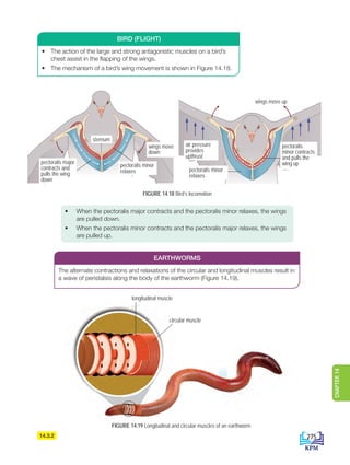 wings move up
wings move
down
pectoralis
minor contracts
and pulls the
wing up
pectoralis major
contracts and
pulls the wing
down
pectoralis minor
relaxes
air pressure
provides
upthrust
pectoralis minor
relaxes
sternum
FIGURE 14.18 Bird’s locomotion
14.3.2
• The action of the large and strong antagonistic muscles on a bird’s
chest assist in the flapping of the wings.
• The mechanism of a bird’s wing movement is shown in Figure 14.18.
• When the pectoralis major contracts and the pectoralis minor relaxes, the wings
are pulled down.
• When the pectoralis minor contracts and the pectoralis major relaxes, the wings
are pulled up.
BIRD (FLIGHT)
The alternate contractions and relaxations of the circular and longitudinal muscles result in
a wave of peristalsis along the body of the earthworm (Figure 14.19).
EARTHWORMS
FIGURE 14.19 Longitudinal and circular muscles of an earthworm
longitudinal muscle
circular muscle
275
CHAPTER
14
DLP_Biology_F4_14_(Loo)_9PP.indd 275 11/12/19 7:17 PM
 