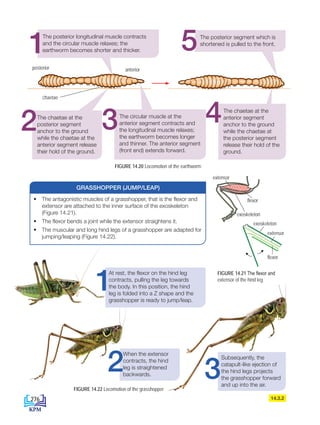• The antagonistic muscles of a grasshopper, that is the flexor and
extensor are attached to the inner surface of the exoskeleton
(Figure 14.21).
• The flexor bends a joint while the extensor straightens it.
• The muscular and long hind legs of a grasshopper are adapted for
jumping/leaping (Figure 14.22).
GRASSHOPPER (JUMP/LEAP)
posterior anterior
chaetae
FIGURE 14.21 The flexor and
extensor of the hind leg
The posterior longitudinal muscle contracts
and the circular muscle relaxes; the
earthworm becomes shorter and thicker.
The chaetae at the
posterior segment
anchor to the ground
while the chaetae at the
anterior segment release
their hold of the ground.
The circular muscle at the
anterior segment contracts and
the longitudinal muscle relaxes;
the earthworm becomes longer
and thinner. The anterior segment
(front end) extends forward.
The chaetae at the
anterior segment
anchor to the ground
while the chaetae at
the posterior segment
release their hold of the
ground.
The posterior segment which is
shortened is pulled to the front.
flexor
flexor
exoskeleton
exoskeleton
exten
extensor
flexor
flexor
exoskeleton
exoskeleton
extensor
extensor
FIGURE 14.20 Locomotion of the earthworm
1
2 3 4
5
FIGURE 14.22 Locomotion of the grasshopper
At rest, the flexor on the hind leg
contracts, pulling the leg towards
the body. In this position, the hind
leg is folded into a Z shape and the
grasshopper is ready to jump/leap.
When the extensor
contracts, the hind
leg is straightened
backwards.
Subsequently, the
catapult-like ejection of
the hind legs projects
the grasshopper forward
and up into the air.
1
2 3
14.3.2
276
DLP_Biology_F4_14_(Loo)_9PP.indd 276 11/12/19 7:17 PM
 