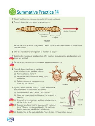 1 State the differences between cervical and thoracic vertebrae.
2 Figure 1 shows the locomotion of an earthworm.
direction of movement
T segment
S segment
FIGURE 1
Explain the muscle action in segments T and S that enables the earthworm to move in the
direction shown.
3 Why is it important for an organism to maintain its shape?
4 Describe the meaning of good posture. Why must we always practise good posture while
doing any activity?
5 Explain why muscle contractions require adequate blood supply.
6 Figure 2 shows two types of vertebrae,
X and Y in the human vertebral column.
		 (a) Name vertebrae X and Y.
		 (b) Explain the role of vertebrae during body
movement.
		 (c) Relate the thoracic vertebrae to the
breathing mechanism.
7 Figure 3 shows muscles P and Q, bone Y and tissue X
that are involved in the forearm movement.
		 (a) Name muscle P and Q, bone Y and tissue X.
		 (b) State two characteristics of tissue X that enable it to
function.
		(c) If tissue X is torn due to an accident, what problems
will the victim face?
		(d) Suggest a suitable food for a person with fractured
bone Y. In your opinion, explain why this particular
food is presumed suitable for the individual.
		(e) Explain how all the parts labelled in Figure 3 react in the condition shown.
SummativePractice14
bone Y
muscle Q
muscle P
tissue X
FIGURE 3
FIGURE 2
X Y
282
DLP_Biology_F4_14_(Loo)_9PP.indd 282 11/12/19 7:17 PM
 
