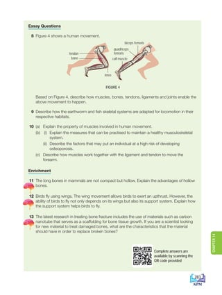 Essay Questions
8 Figure 4 shows a human movement.
tendon
bone
knee
biceps femoris
quadriceps
femoris
calf muscle
FIGURE 4
Based on Figure 4, describe how muscles, bones, tendons, ligaments and joints enable the
above movement to happen.
9 Describe how the earthworm and fish skeletal systems are adapted for locomotion in their
respective habitats.
10 (a) Explain the property of muscles involved in human movement.
		 (b)		(i)	
Explain the measures that can be practised to maintain a healthy musculoskeletal
system.
		 		
(ii)	
Describe the factors that may put an individual at a high risk of developing
osteoporosis.
		 (c) Describe how muscles work together with the ligament and tendon to move the
forearm.
Enrichment
11 The long bones in mammals are not compact but hollow. Explain the advantages of hollow
bones.
12 Birds fly using wings. The wing movement allows birds to exert an upthrust. However, the
ability of birds to fly not only depends on its wings but also its support system. Explain how
the support system helps birds to fly.
13 The latest research in treating bone fracture includes the use of materials such as carbon
nanotube that serves as a scaffolding for bone tissue growth. If you are a scientist looking
for new material to treat damaged bones, what are the characteristics that the material
should have in order to replace broken bones?
Complete answers are
available by scanning the
QR code provided
283
CHAPTER
14
DLP_Biology_F4_14_(Loo)_9PP.indd 283 11/12/19 7:17 PM
 