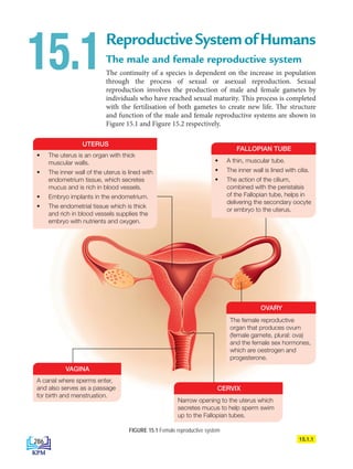 ReproductiveSystemofHumans
The male and female reproductive system
The continuity of a species is dependent on the increase in population
through the process of sexual or asexual reproduction. Sexual
reproduction involves the production of male and female gametes by
individuals who have reached sexual maturity. This process is completed
with the fertilisation of both gametes to create new life. The structure
and function of the male and female reproductive systems are shown in
Figure 15.1 and Figure 15.2 respectively.
15.1
FIGURE 15.1 Female reproductive system
15.1.1
• The uterus is an organ with thick
muscular walls.
• The inner wall of the uterus is lined with
endometrium tissue, which secretes
mucus and is rich in blood vessels.
• Embryo implants in the endometrium.
• The endometrial tissue which is thick
and rich in blood vessels supplies the
embryo with nutrients and oxygen.
UTERUS
A canal where sperms enter,
and also serves as a passage
for birth and menstruation.
VAGINA
The female reproductive
organ that produces ovum
(female gamete, plural: ova)
and the female sex hormones,
which are oestrogen and
progesterone.
OVARY
Narrow opening to the uterus which
secretes mucus to help sperm swim
up to the Fallopian tubes.
CERVIX
• A thin, muscular tube.
• The inner wall is lined with cilia.
• The action of the cilium,
combined with the peristalsis
of the Fallopian tube, helps in
delivering the secondary oocyte
or embryo to the uterus.
FALLOPIAN TUBE
286
DLP_Biology_F4_15_(Loo)_9PP.indd 286 11/13/19 11:47 AM
 