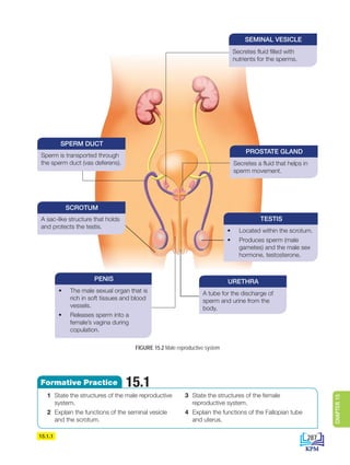 FIGURE 15.2 Male reproductive system
1 State the structures of the male reproductive
system.
2 Explain the functions of the seminal vesicle
and the scrotum.
3 State the structures of the female
reproductive system.
4 Explain the functions of the Fallopian tube
and uterus.
15.1
Formative Practice
Secretes fluid filled with
nutrients for the sperms.
SEMINAL VESICLE
Secretes a fluid that helps in
sperm movement.
PROSTATE GLAND
A sac-like structure that holds
and protects the testis.
SCROTUM
Sperm is transported through
the sperm duct (vas deferens).
SPERM DUCT
A tube for the discharge of
sperm and urine from the
body.
URETHRA
• Located within the scrotum.
• Produces sperm (male
gametes) and the male sex
hormone, testosterone.
TESTIS
15.1.1
• The male sexual organ that is
rich in soft tissues and blood
vessels.
• Releases sperm into a
female’s vagina during
copulation.
PENIS
287
CHAPTER
15
DLP_Biology_F4_15_(Loo)_9PP.indd 287 11/13/19 11:47 AM
 
