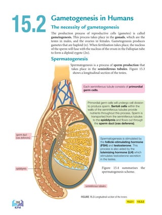 Primordial germ cells will undergo cell division
to produce sperm. Sertoli cells within the
walls of the seminiferous tubules provide
nutrients throughout this process. Sperm is
transported from the seminiferous tubules
to the epididymis and flows out through
the sperm duct (vas deferens).
Spermatogenesis is stimulated by
the follicle-stimulating hormone
(FSH) and testosterone. This
process is also aided by the
luteinizing hormone (LH) which
stimulates testosterone secretion
in the testes.
FIGURE 15.3 Longitudinal section of the testes
Gametogenesis in Humans
The necessity of gametogenesis
The production process of reproductive cells (gametes) is called
gametogenesis. This process takes place in the gonads, which are the
testes in males, and the ovaries in females. Gametogenesis produces
gametes that are haploid (n). When fertilisation takes place, the nucleus
of the sperm will fuse with the nucleus of the ovum in the Fallopian tube
to form a diploid zygote (2n).
Spermatogenesis
Spermatogenesis is a process of sperm production that
takes place in the seminiferous tubules. Figure 15.3
shows a longitudinal section of the testes.
15.2
15.2.1 15.2.2
seminiferous tubules
sperm duct
(vas deferens)
Each seminiferous tubule consists of primordial
germ cells.
epididymis Figure 15.4 summarises the
spermatogenesis scheme.
288
DLP_Biology_F4_15_(Loo)_9PP.indd 288 11/13/19 11:47 AM
 