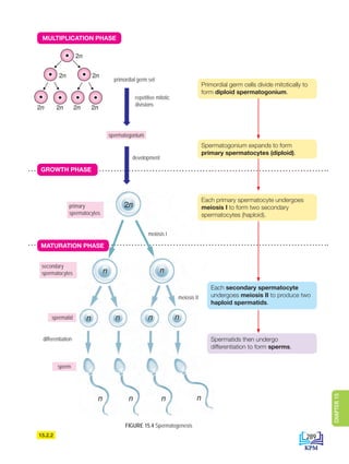 2n
2n 2n
2n 2n 2n 2n
2n
n n
n n n n
n n n n
2n
2n 2n
2n 2n 2n 2n
2n
n n
n n n n
n n n n
primary
spermatocytes
secondary
spermatocytes
spermatid
sperm
meiosis I
meiosis II
differentiation
FIGURE 15.4 Spermatogenesis
Primordial germ cells divide mitotically to
form diploid spermatogonium.
Each primary spermatocyte undergoes
meiosis I to form two secondary
spermatocytes (haploid).
Each secondary spermatocyte
undergoes meiosis II to produce two
haploid spermatids.
15.2.2
2n
2n 2n
2n 2n 2n 2n
2n
n n
n n n n
n n n n
2n
2n 2n
2n 2n 2n 2n
2n
n n
n n n n
n n n n
2n
2n 2n
2n 2n 2n 2n
2n
n n
n n n n
n n n n
primordial germ sel
repetitive mitotic
divisions
development
spermatogonium
MULTIPLICATION PHASE
GROWTH PHASE
MATURATION PHASE
Spermatids then undergo
differentiation to form sperms.
Spermatogonium expands to form
primary spermatocytes (diploid).
289
CHAPTER
15
DLP_Biology_F4_15_(Loo)_9PP.indd 289 11/13/19 11:47 AM
 