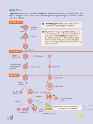 2n
2n
2n
n n
n
n
n
n
n
Oogenesis
Oogenesis is the process of secondary oocyte or female gamete production (Figure 15.5). This
process takes place in the ovaries. Unlike spermatogenesis, oogenesis begins in a female’s ovaries
before they are born.
2
FIGURE 15.5 Oogenesis
BEFORE BIRTH
15.2.2
primordial
germ cell
mitosis
oogonium
development
primary oocytes
primary oocytes primary follicle
meiosis I
completed
secondary oocytes (n)
ovulation
sperm
corpus
luteum
ovum
meiosis II
polar bodies die
released secondary
oocyte
secondary follicle
Graafian follicle
infant and
childhood stage
every month starting
from puberty until
menopause
1 Primordial germ cells undergo mitotic division
multiple times to form oogonium (diploid).
Oogonium develops into primary oocyte which
is encapsulated with one or more layers of follicular
cells, forming primary follicles. The growth of
the follicle is stimulated by the follicle-stimulating
hormone (FSH). Primary oocyte then undergoes
meiosis but the process stops at prophase I during
fetal development.
8 After ovulation, the remaining
follicle forms corpus luteum.
first polar
body (n)
AFTER BIRTH
PUBERTY
2n
2n
2n
1
2
3
4
5
6
8
7
290
DLP_Biology_F4_15_(Loo)_9PP.indd 290 11/13/19 11:47 AM
 